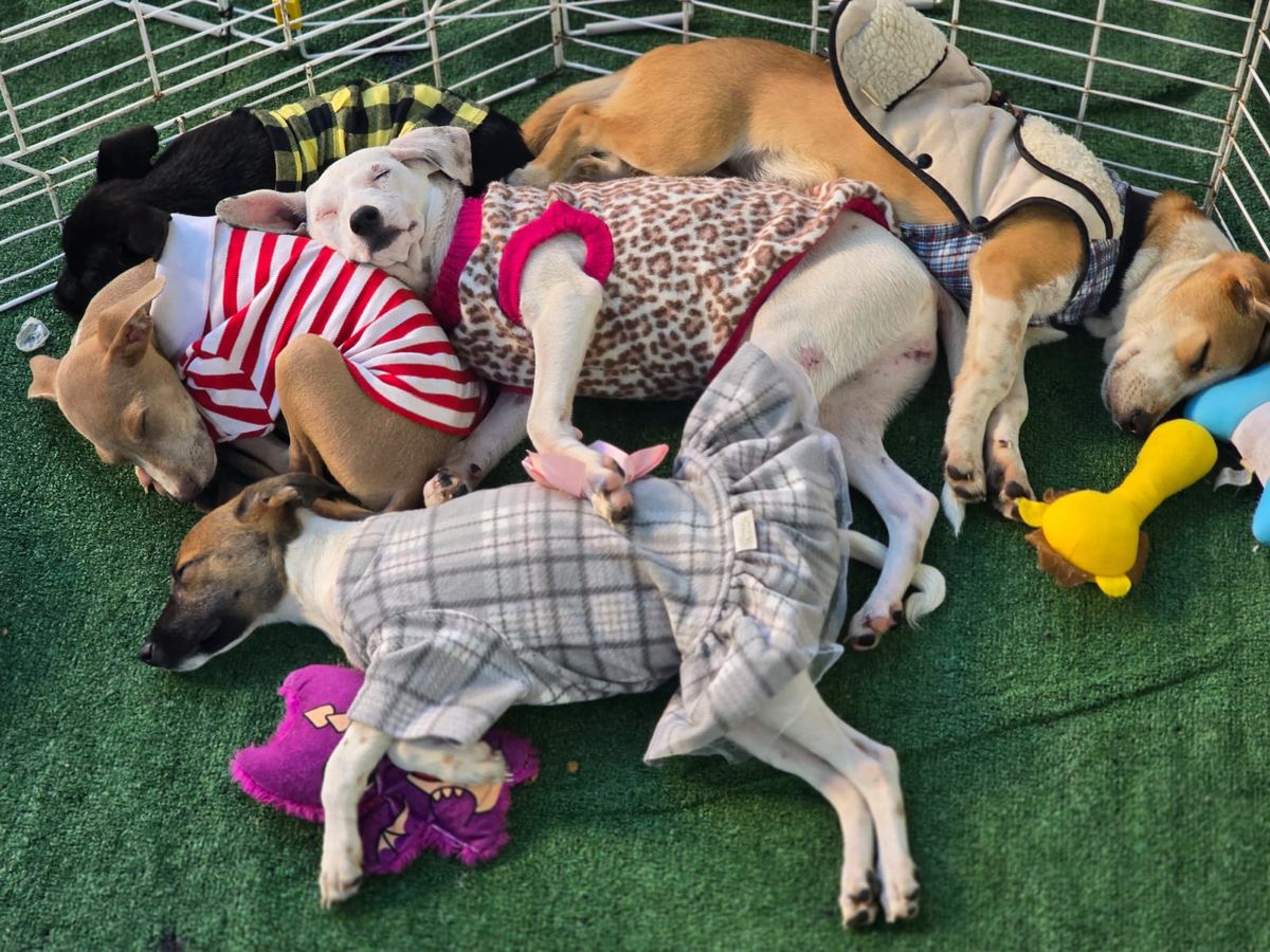 Dogs resting in peace