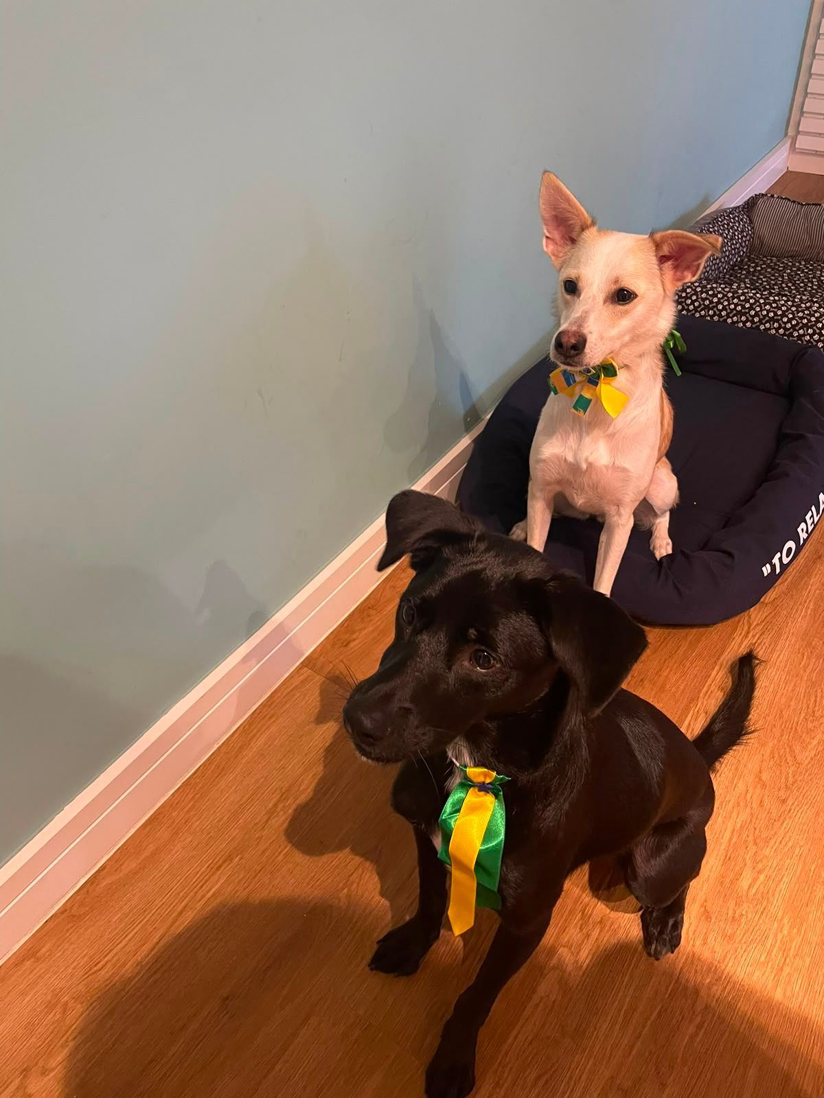 Dogs recovered from abandonment at the shelter
