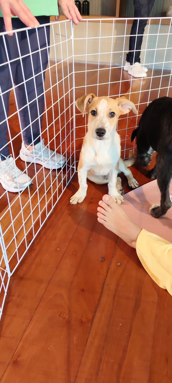 Puppy in a safe environment