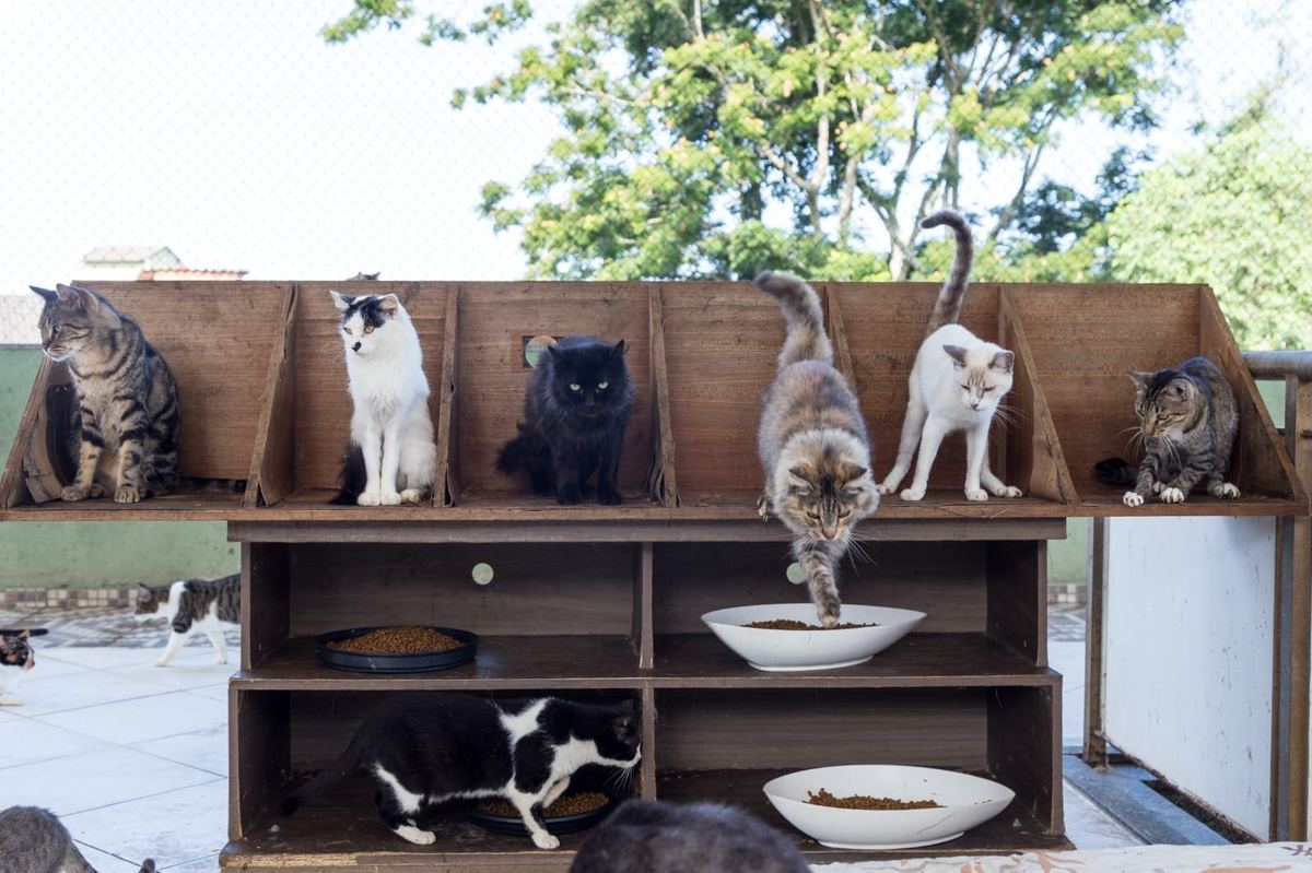 Cats at the shelter